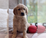 Small Photo #3 Golden Retriever Puppy For Sale in ANTWERP, NY, USA