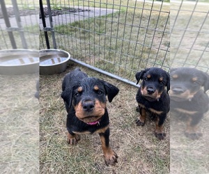 Rottweiler Puppy for sale in EYOTA, MN, USA