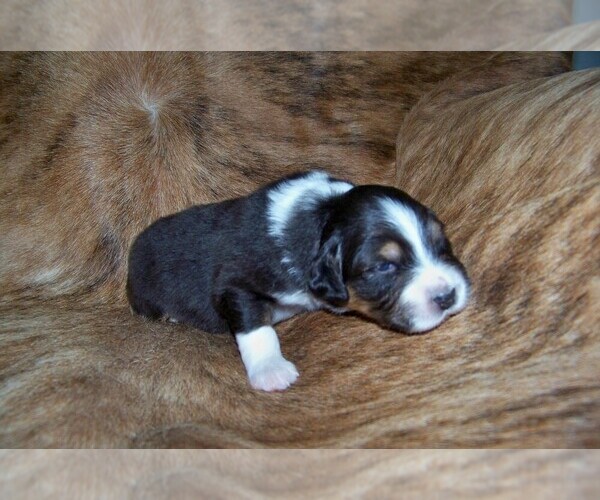 Medium Photo #7 Australian Shepherd Puppy For Sale in PROVIDENCE FORGE, VA, USA