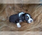 Small #6 Australian Shepherd