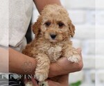 Small #1 Goldendoodle (Miniature)
