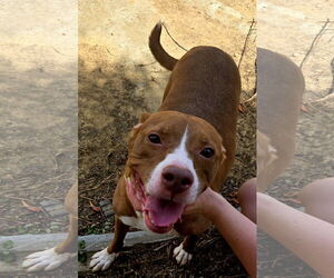 Sunshine - Female Mutt Dog for Adoption - Photo #3