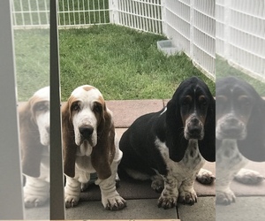Basset Hound Puppy for sale in FORISTELL, MO, USA