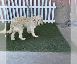 Poodle (Standard) Dogs for adoption in Modesto, CA, USA