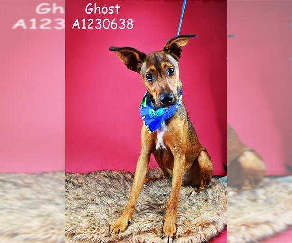 Medium Photo #1 Rhodesian Ridgeback-Unknown Mix Puppy For Sale in Bakersfield, CA, USA