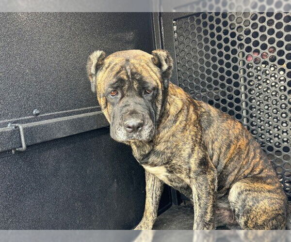 Medium Photo #1 Mutt Puppy For Sale in Downey, CA, USA