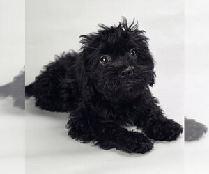 Pug-Shih Tzu Mix Dogs for adoption in Lakewood, CO, USA