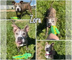 Small #2 American Staffordshire Terrier