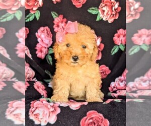 Cavachon-Poodle (Miniature) Mix Puppy for sale in AIRVILLE, PA, USA