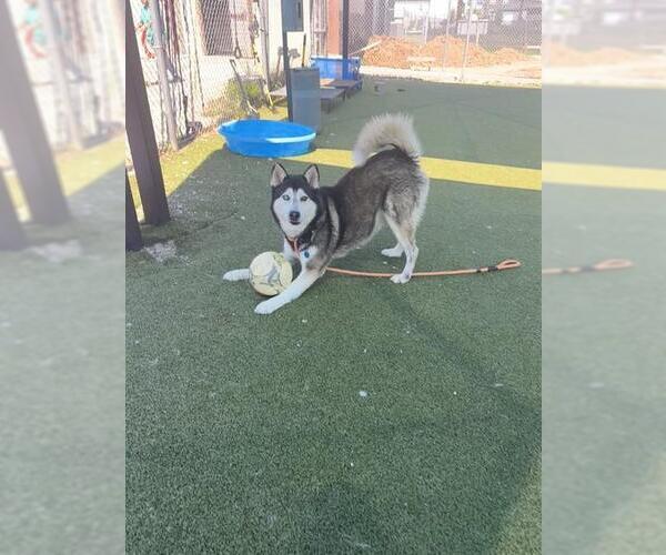 Medium Photo #2 Siberian Husky Puppy For Sale in Pasadena, TX, USA