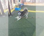 Small #1 Siberian Husky