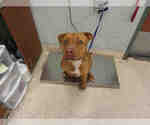 Small Boxer-Vizsla Mix
