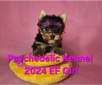 Small Photo #1 Yorkshire Terrier Puppy For Sale in DECATUR, GA, USA