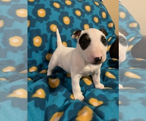 Bull Terrier Puppy for sale in LUMBER BRIDGE, NC, USA