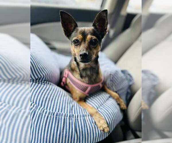 Medium Photo #4 Chihuahua Puppy For Sale in Key Largo, FL, USA