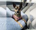Small #3 Chihuahua