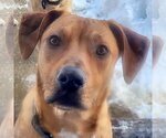 Small Photo #3 German Pinscher-Labrador Retriever Mix Puppy For Sale in Huntley, IL, USA
