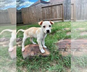Labrador Retriever-Unknown Mix Dogs for adoption in Conroe, TX, USA
