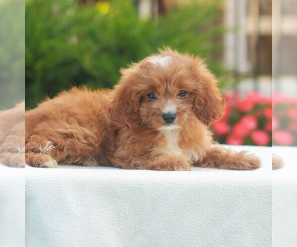 Medium Photo #4 Cavapoo (Miniature) Puppy For Sale in LITITZ, PA, USA