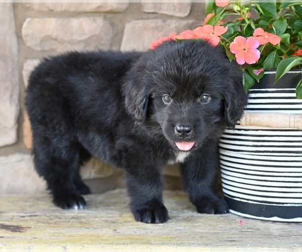 Medium Photo #5 Newfoundland Puppy For Sale in MILLERSBURG, OH, USA