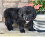 Small #4 Newfoundland