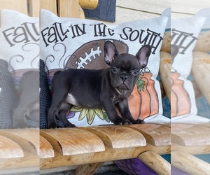 French Bulldog Puppy for sale in PROSSER, WA, USA