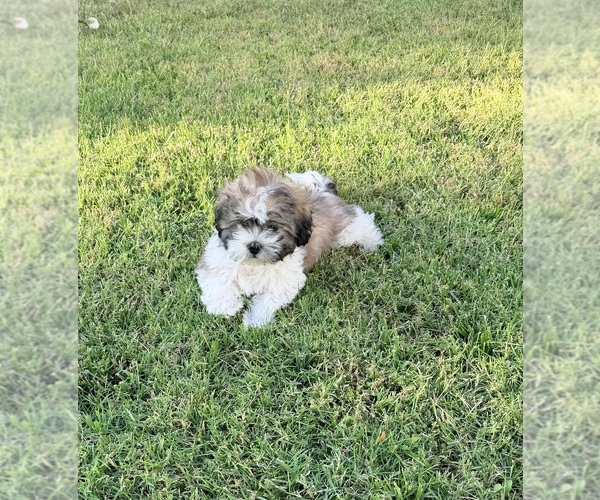 Medium Photo #9 Shih Tzu Puppy For Sale in ALBUQUERQUE, NM, USA