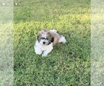 Litter of 2 - Male Shih TzuLitter of Puppies for Sale - Photo #9