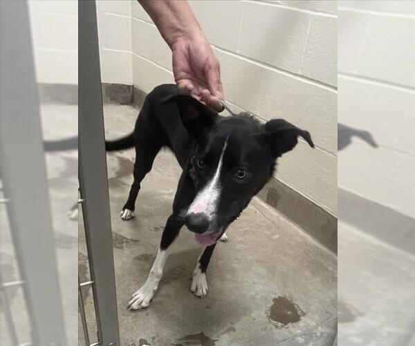 Medium Photo #1 Border Collie-Unknown Mix Puppy For Sale in Jackson, CA, USA