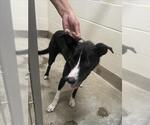 Small Border Collie Mix
