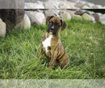 Small #9 Boxer