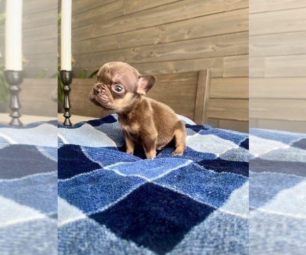 Medium Photo #4 French Bulldog Puppy For Sale in EASTVALE, CA, USA