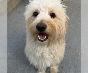 Gilbert - Male Maltese Dog for Adoption - Photo #2