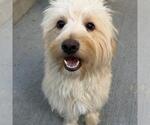 Small Photo #2 Maltese Puppy For Sale in San Diego, CA, USA