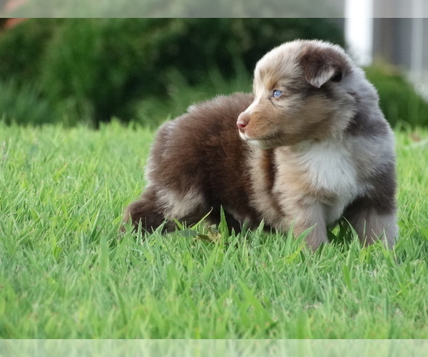 Medium Photo #2 Australian Shepherd Puppy For Sale in OZARK, AR, USA