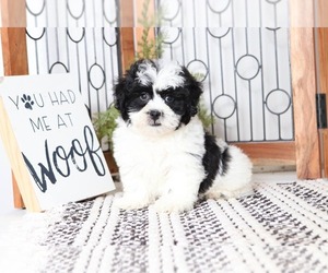 Shih-Poo Puppy for sale in NAPLES, FL, USA