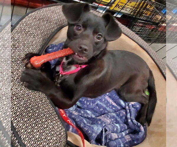 Medium Photo #2 Chug Puppy For Sale in Fresno, CA, USA