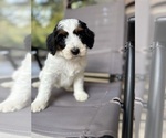 Small #2 Miniature Bernedoodle