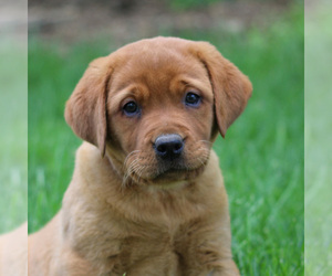 Labrador Retriever Puppy for sale in MYERSTOWN, PA, USA