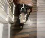 Small Boxer