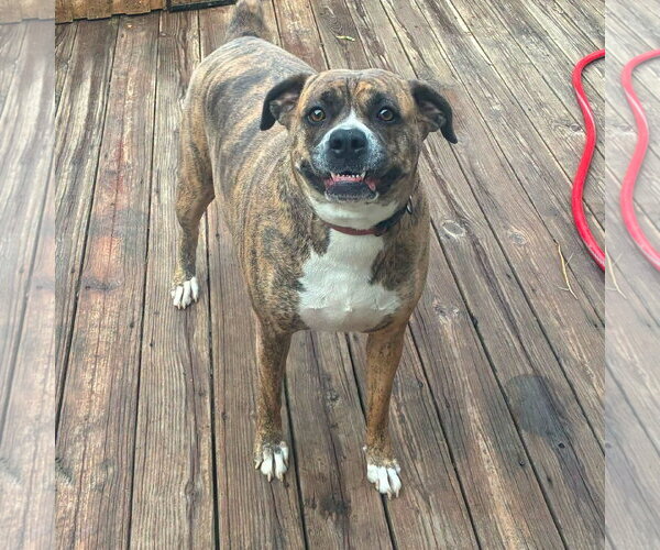 Medium Photo #1 Boxer-Unknown Mix Puppy For Sale in Dumont, NJ, USA