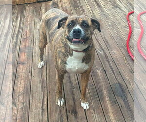 Boxer-Unknown Mix Dogs for adoption in Dumont, NJ, USA