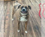 Small Boxer Mix