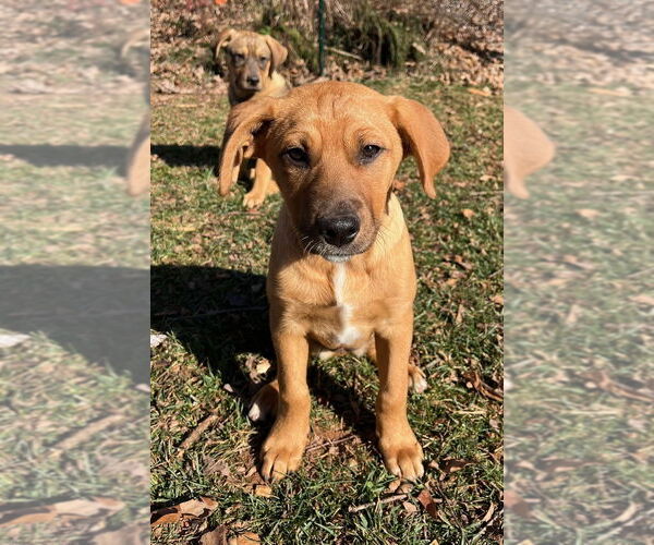 Medium Photo #1 Mutt Puppy For Sale in Candler, NC, USA