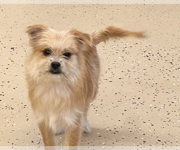 Medium Photo #1 ShiChi Puppy For Sale in York, SC, USA