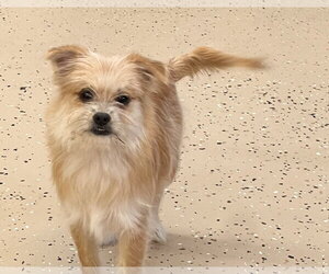 ShiChi Dogs for adoption in York, SC, USA