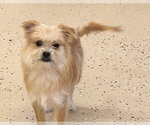 Ollie - Male ShiChi Dog for Adoption - Small photo