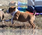 Small Photo #3 Boxer Puppy For Sale in HUMBOLDT, NE, USA