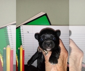Chihuahua Puppy for sale in NEWVILLE, PA, USA
