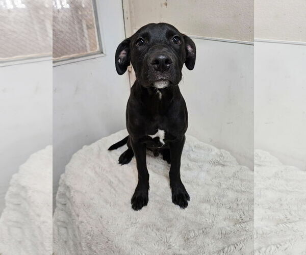 Medium Photo #1 American Pit Bull Terrier-Unknown Mix Puppy For Sale in El Centro, CA, USA